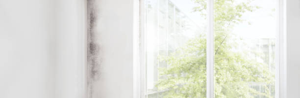 Best Environmental Consulting for Mold Prevention  in Crugers, NY